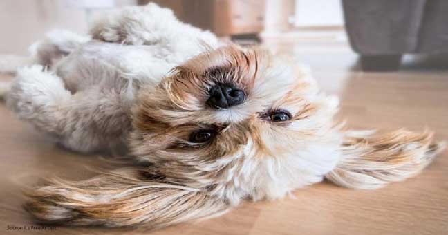 Haustiersitten vs Haustierpension - was ist besser für Ihre Hunde und Katzen