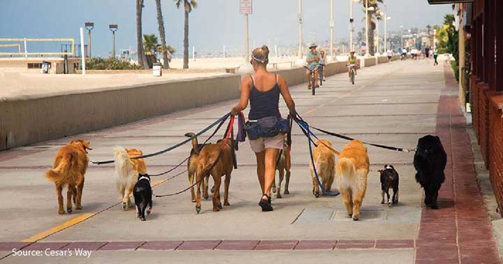 Les statistiques et les faits merveilleux derrière la promenade de chiens