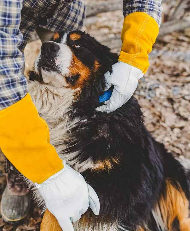 dog handling gloves for PetBacker pet sitters