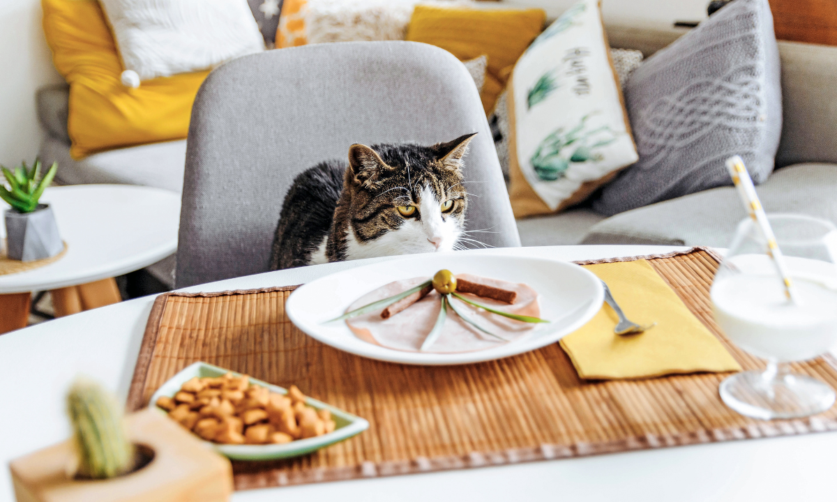 Cute cat sitting at a table food served on plate