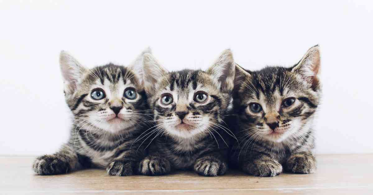 three-cute-cats