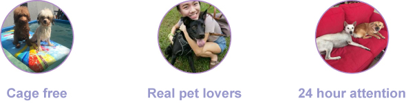 PetBacker Pet Lover