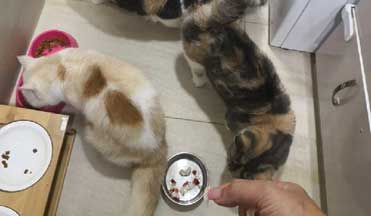 Pet House Sitting New Territories